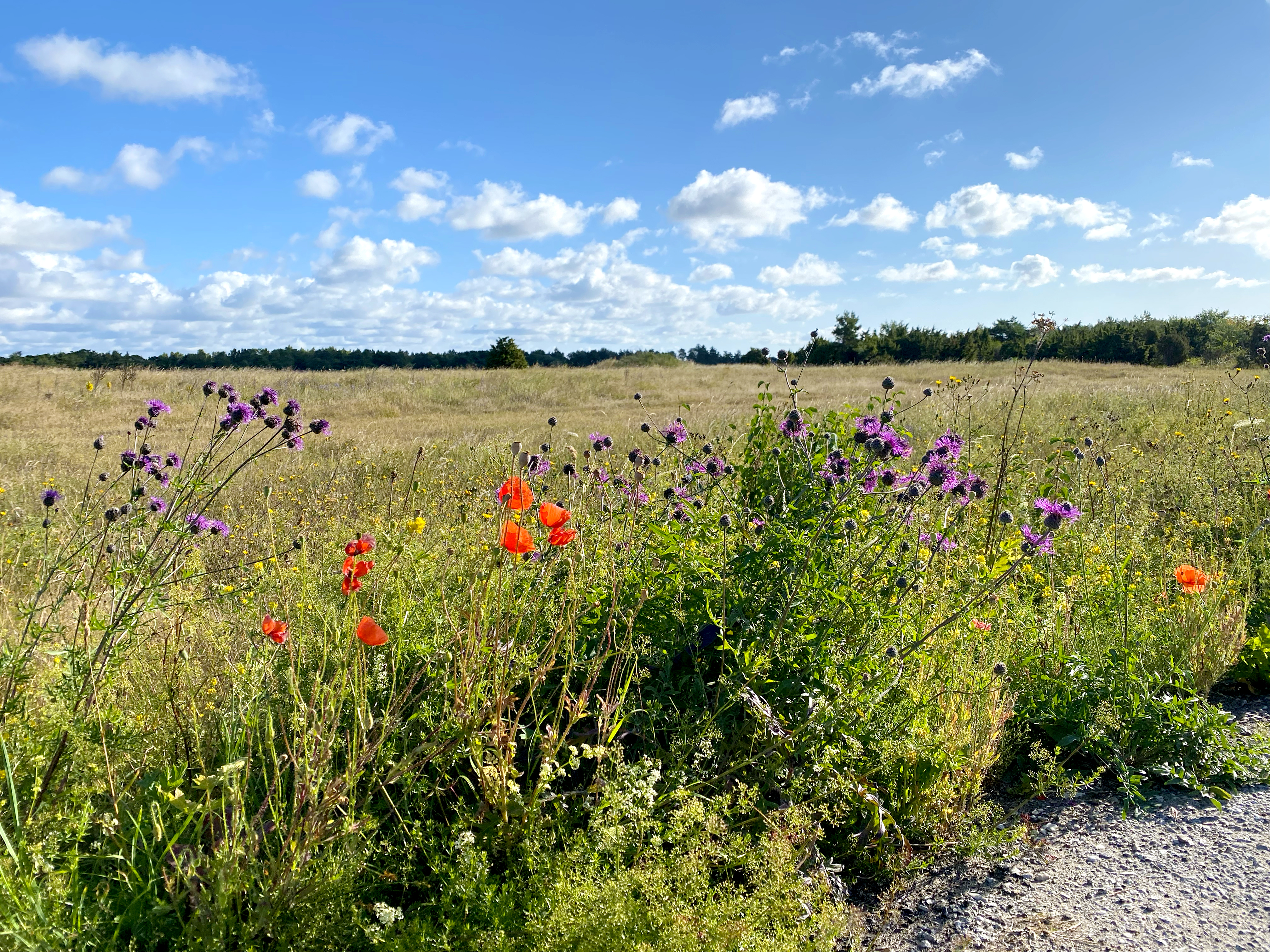 Blommor vid åker - Gotland