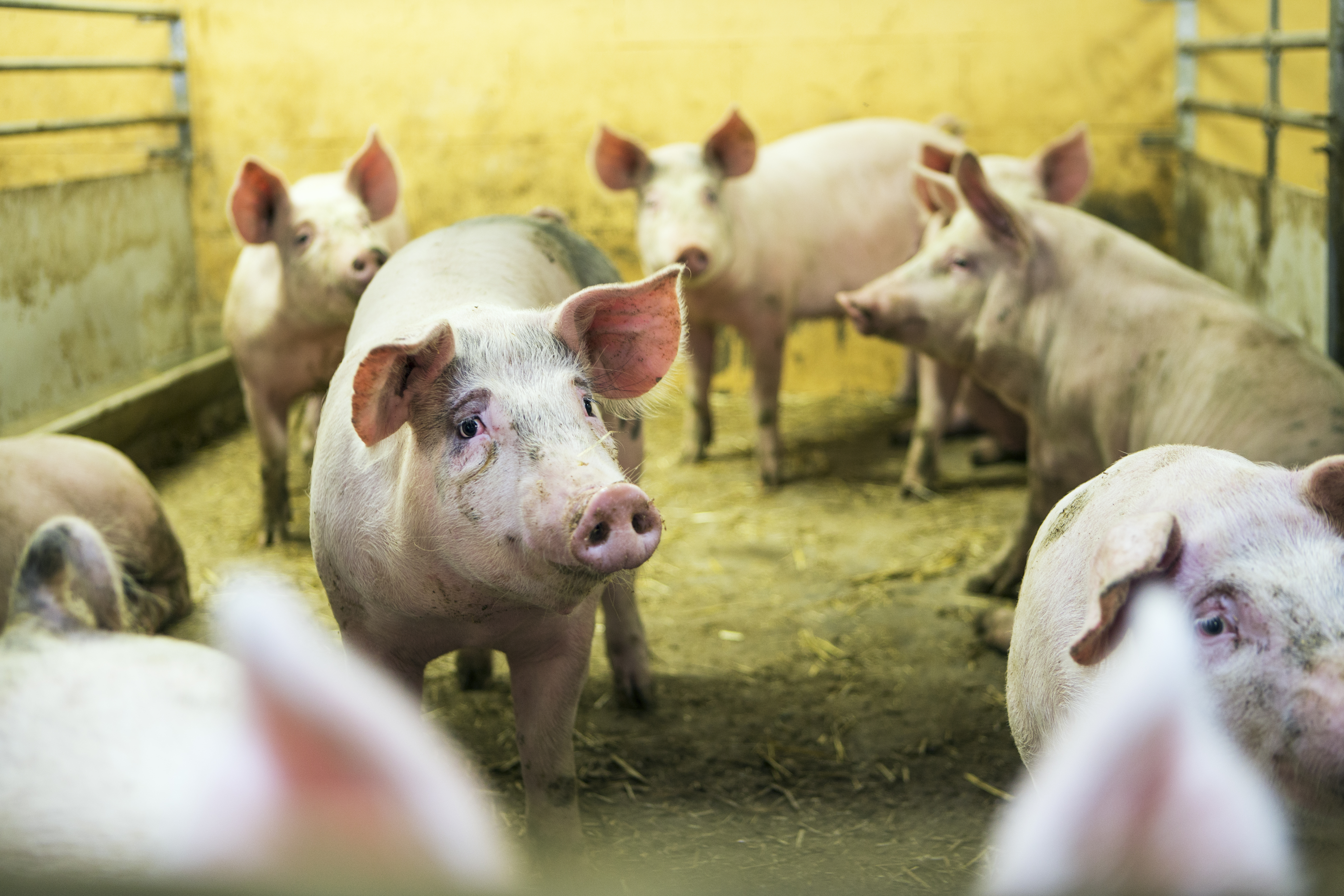 Köttspecifik näringspolitik