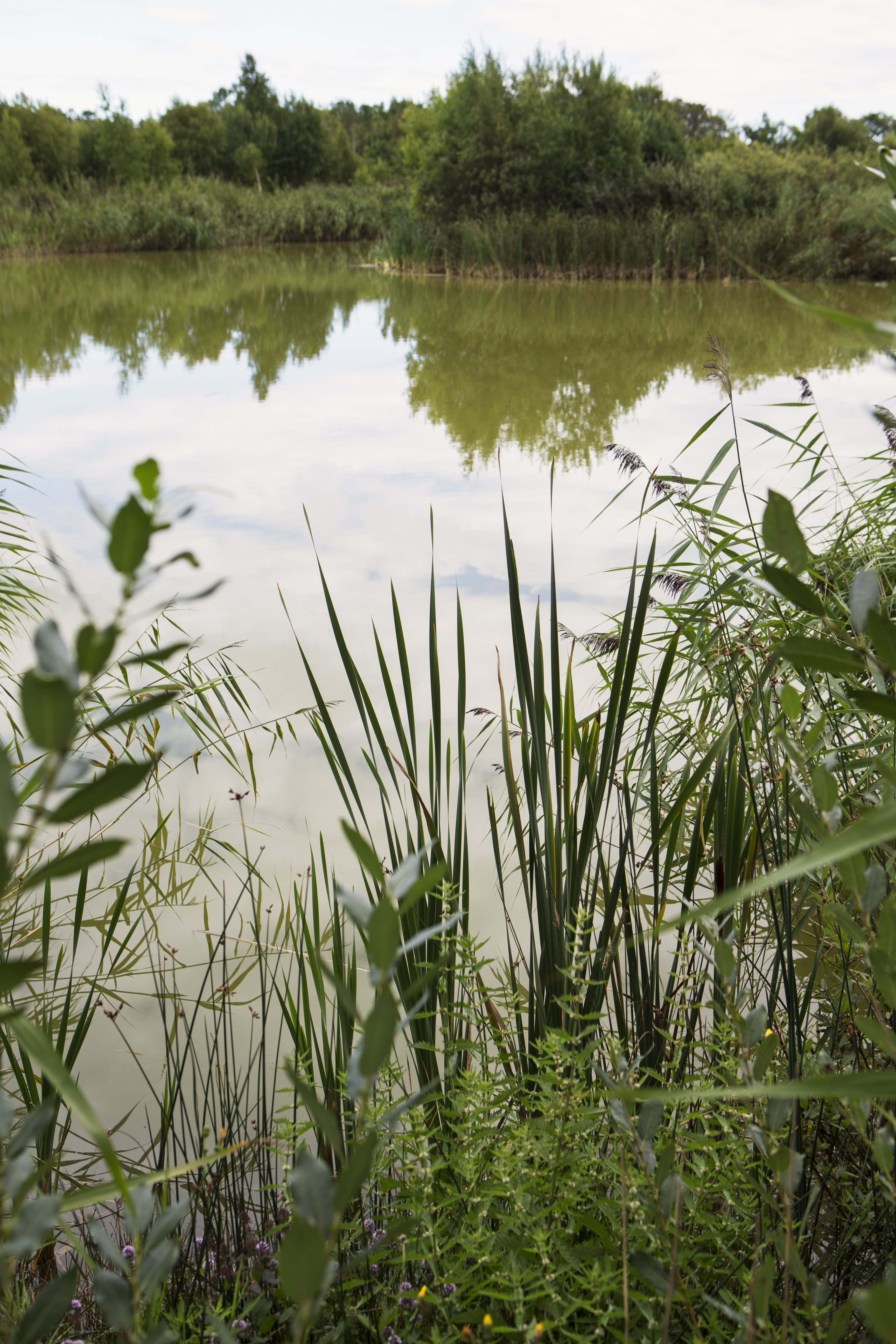 Vatten, Långerum, Öland. Foto: Ester Sorri.