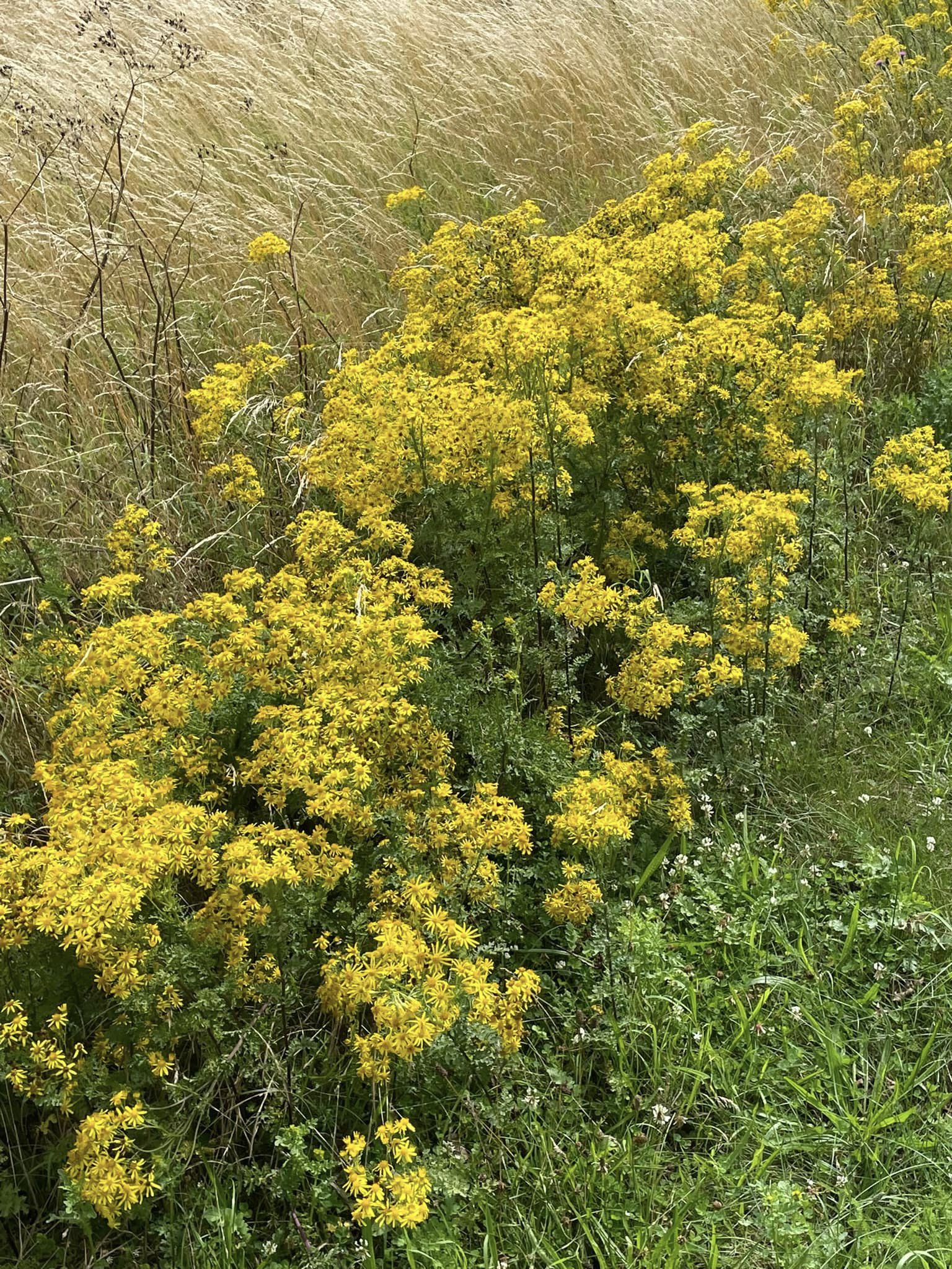 Tydligare ansvar för oönskade arter