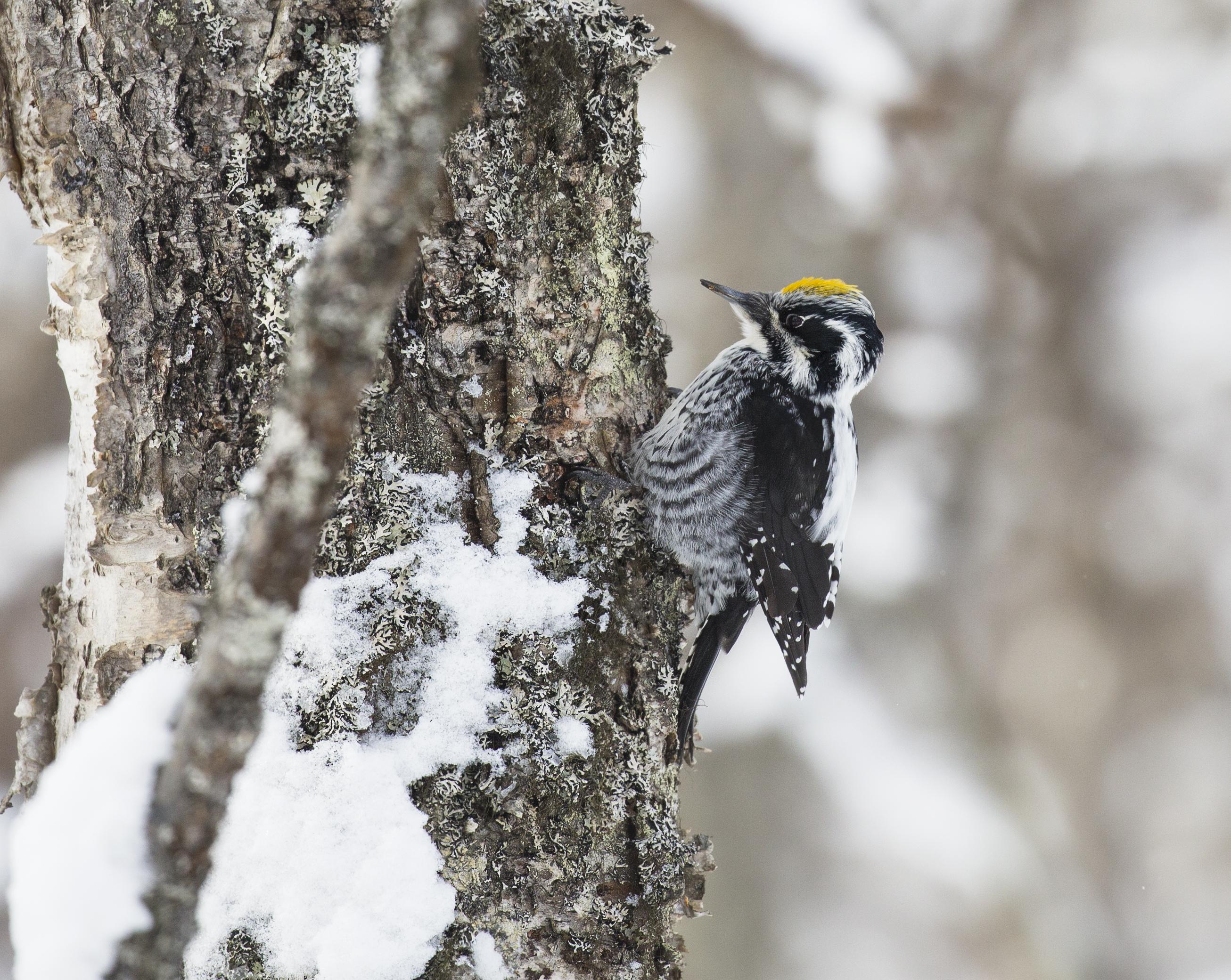 Kampanj om Artskyddsförordningen 