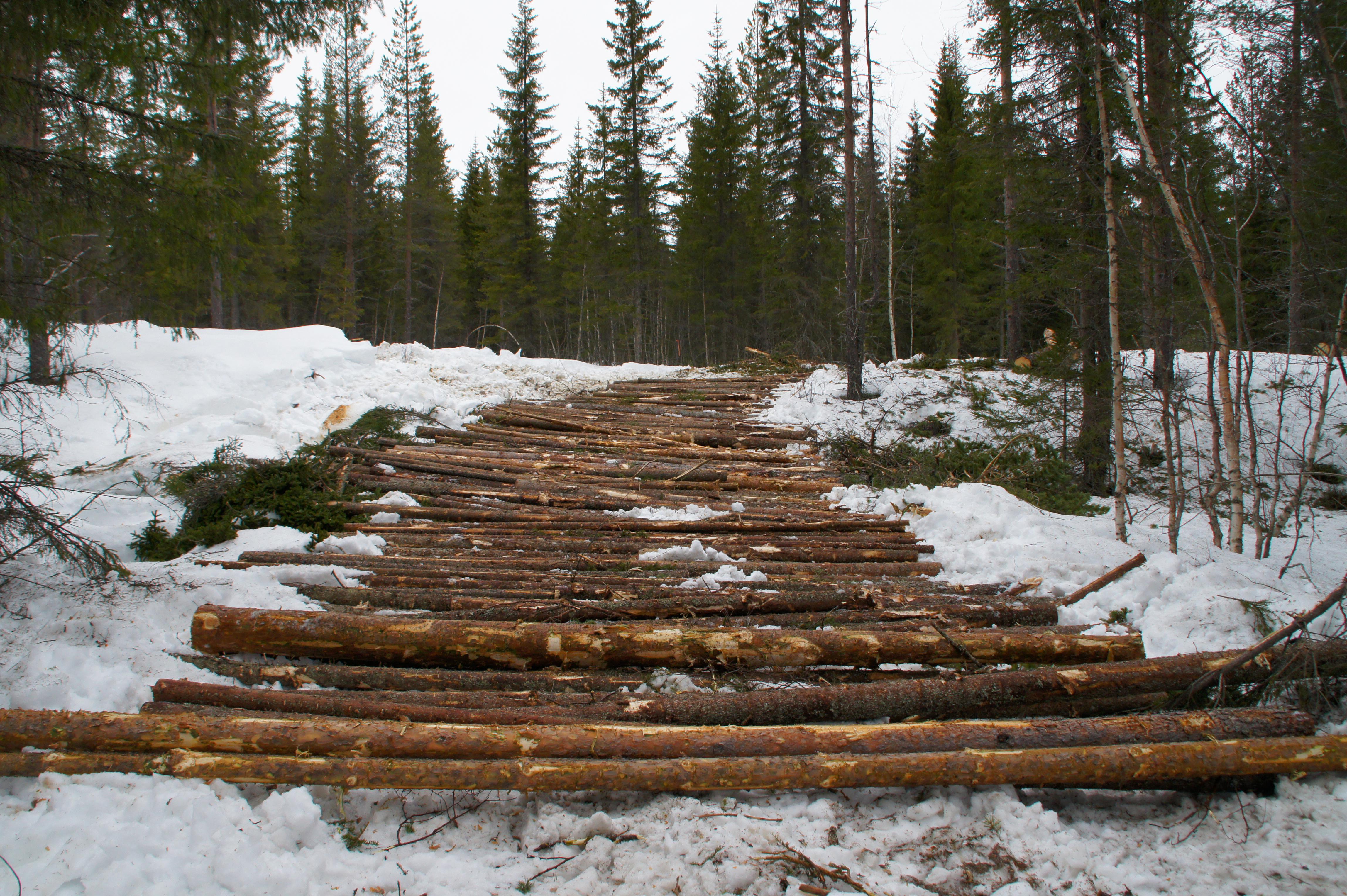 En skogspolitik med "frihet under ansvar"