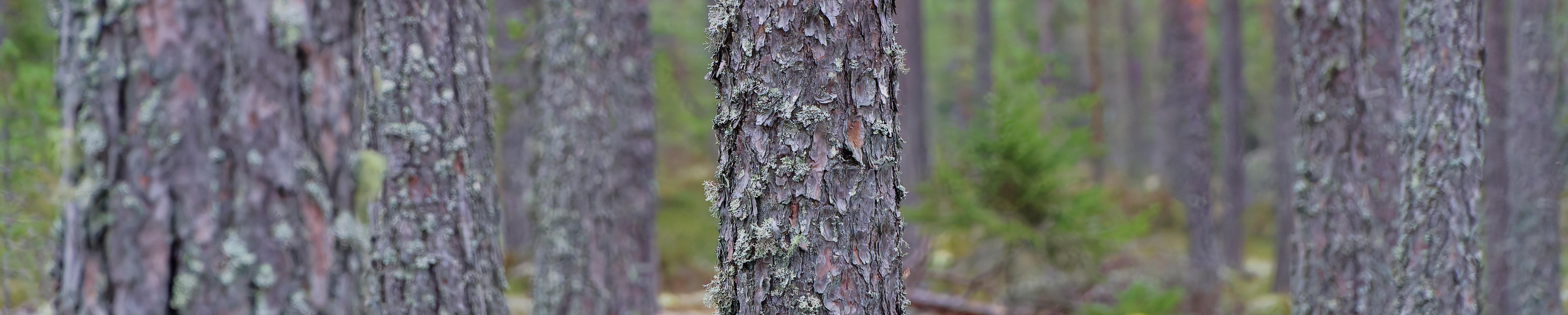 Lrf LRF Gävleborgs regionstyrelse - LRF