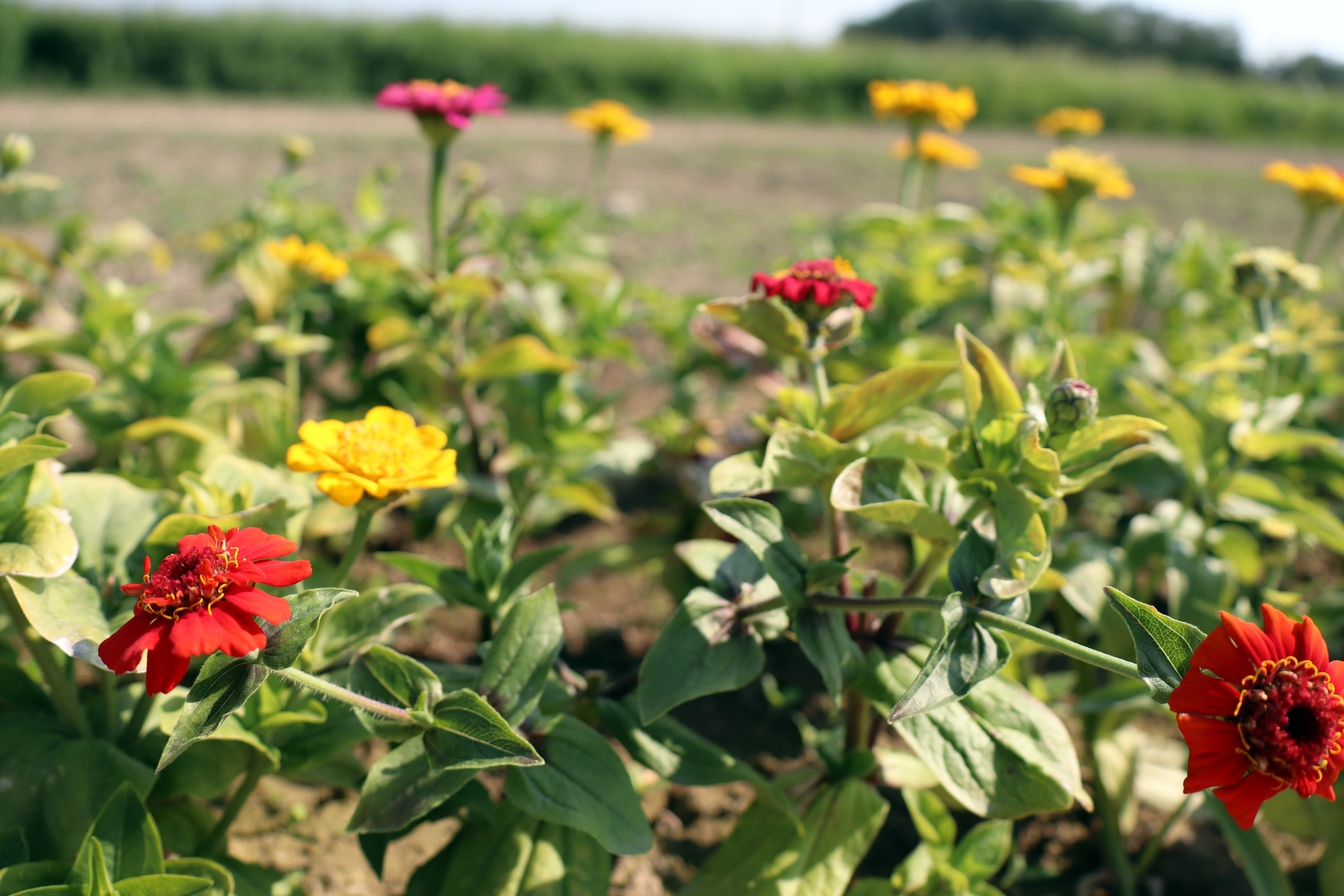 Snittblommor vid markhotellet på Öjebyn Agro Park
