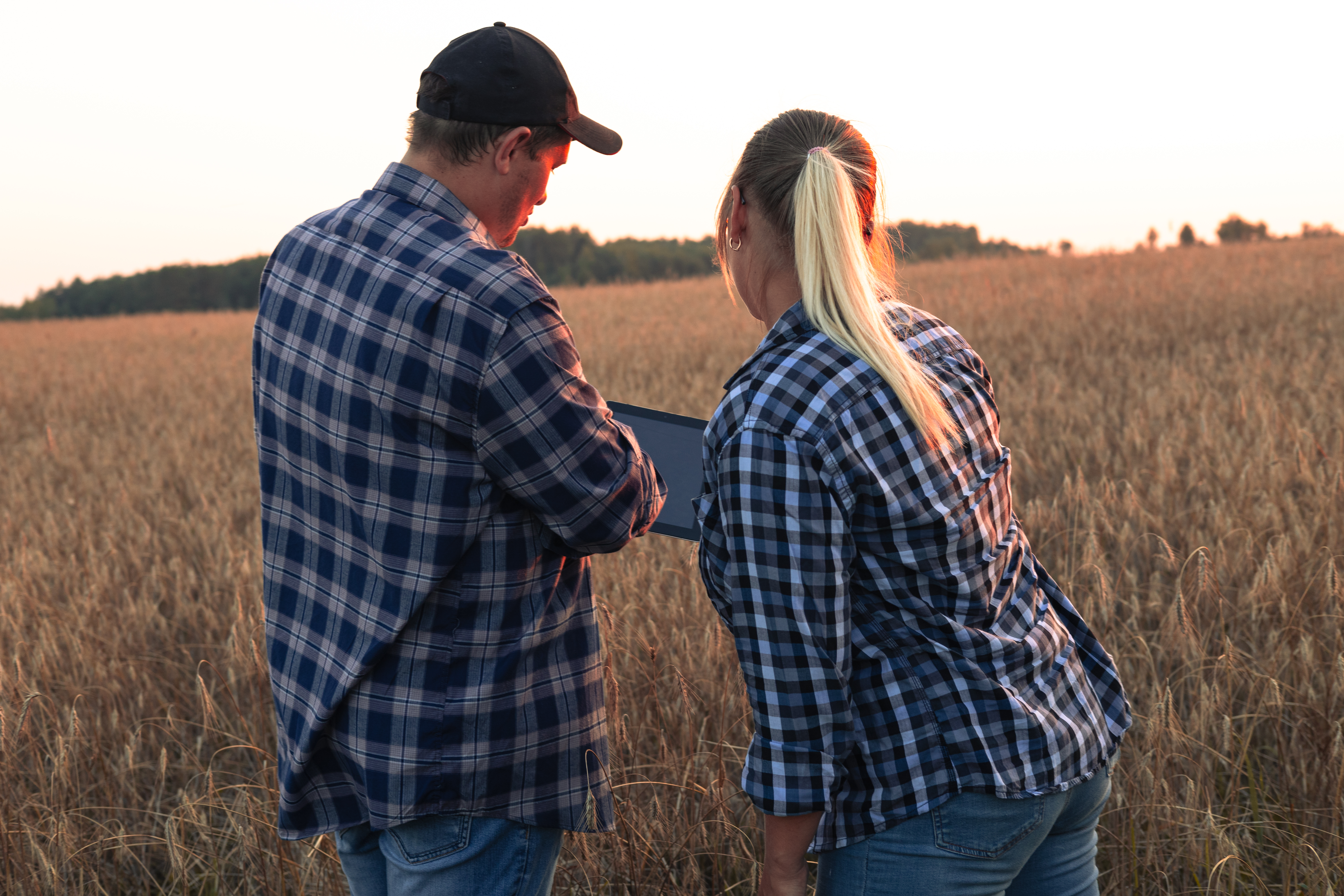 Two farmers are studying indicators on a tablet while standing in a wheat field at sunset. Analysis of the quality of grain in the field and calculation of profit from the sale of grain