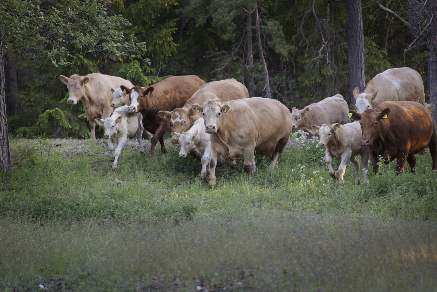 Klimat och hållbarhet