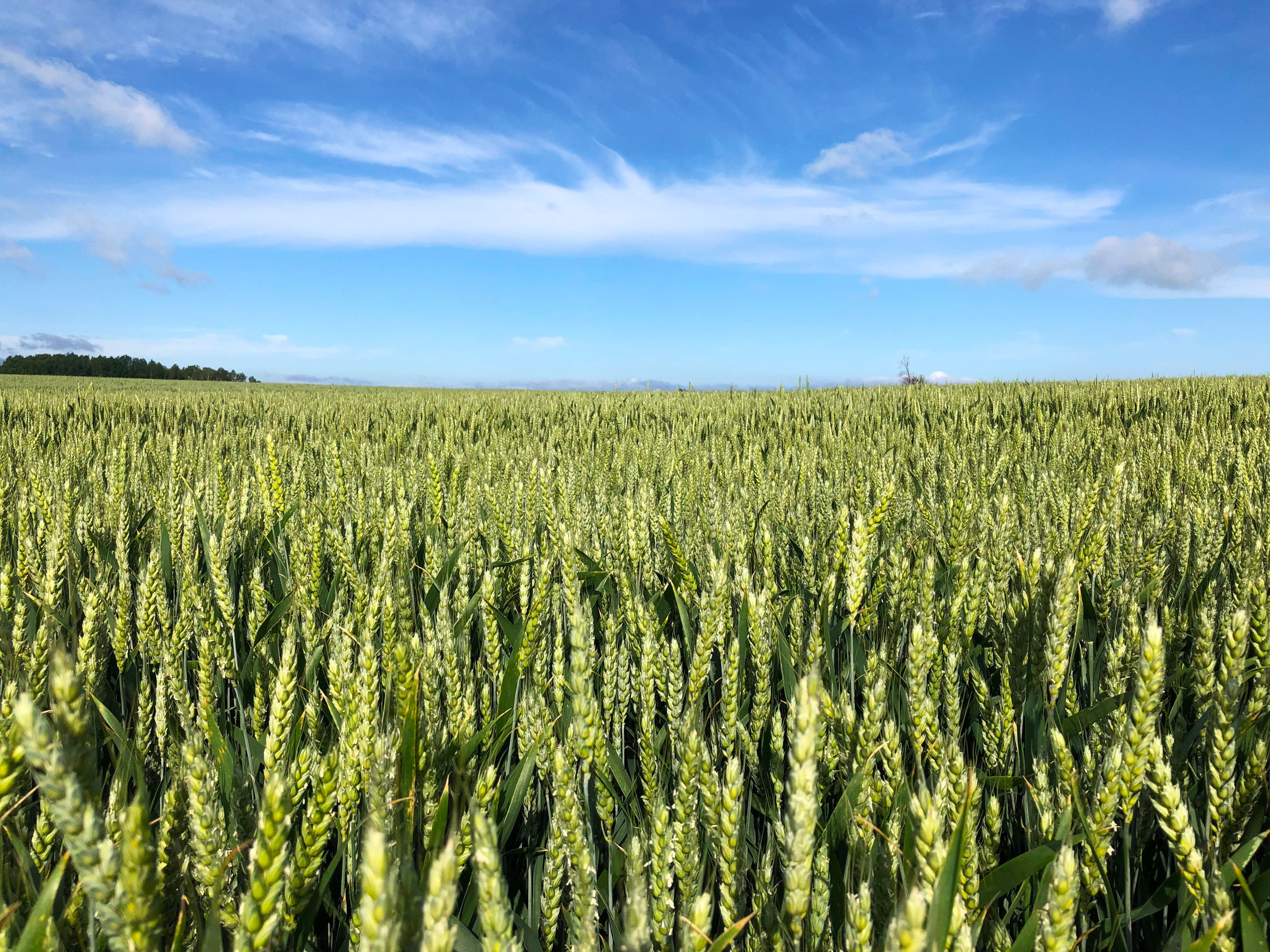 Hållbar växtnäring och energi