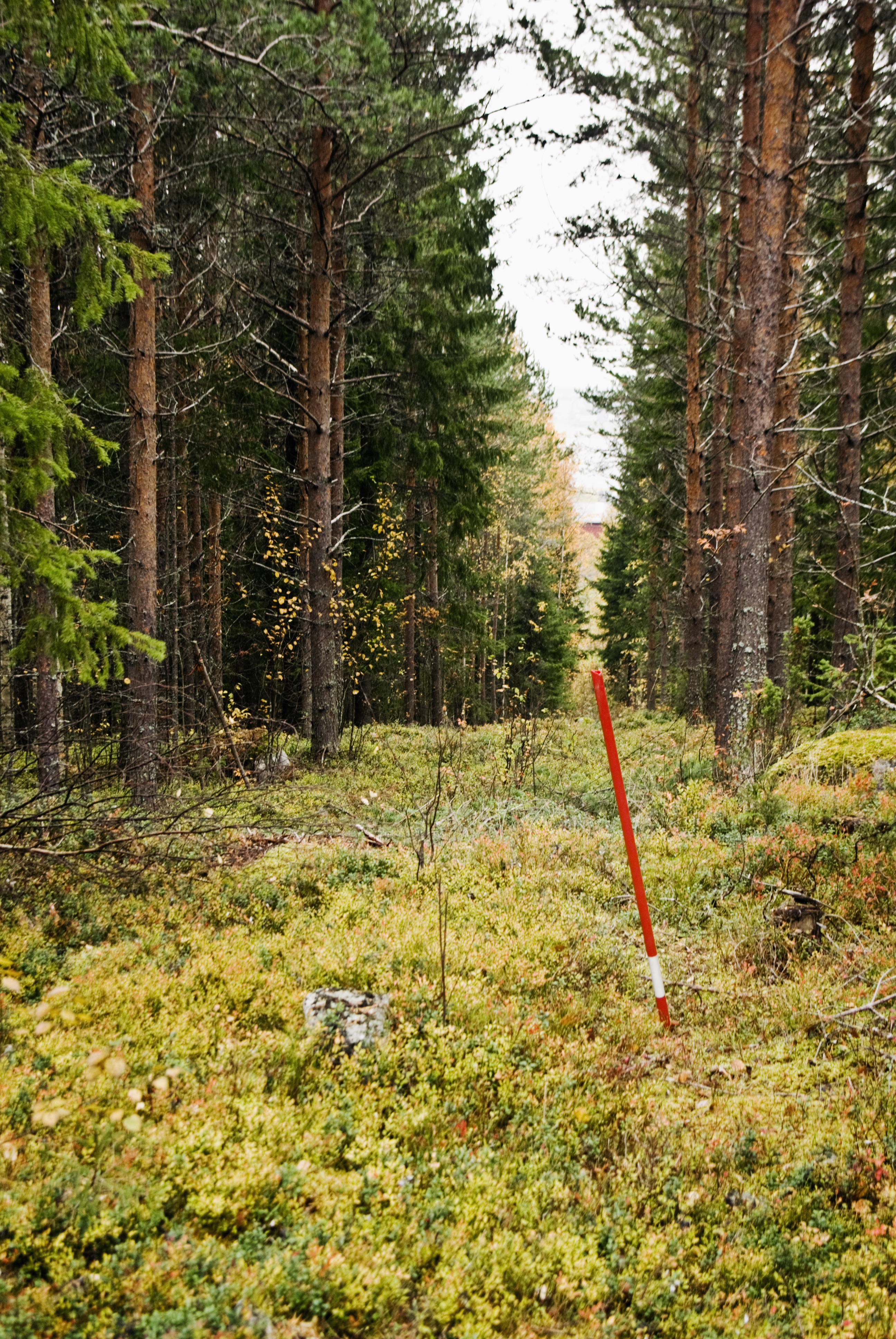 Svenska skogsnätverket Wood be better 