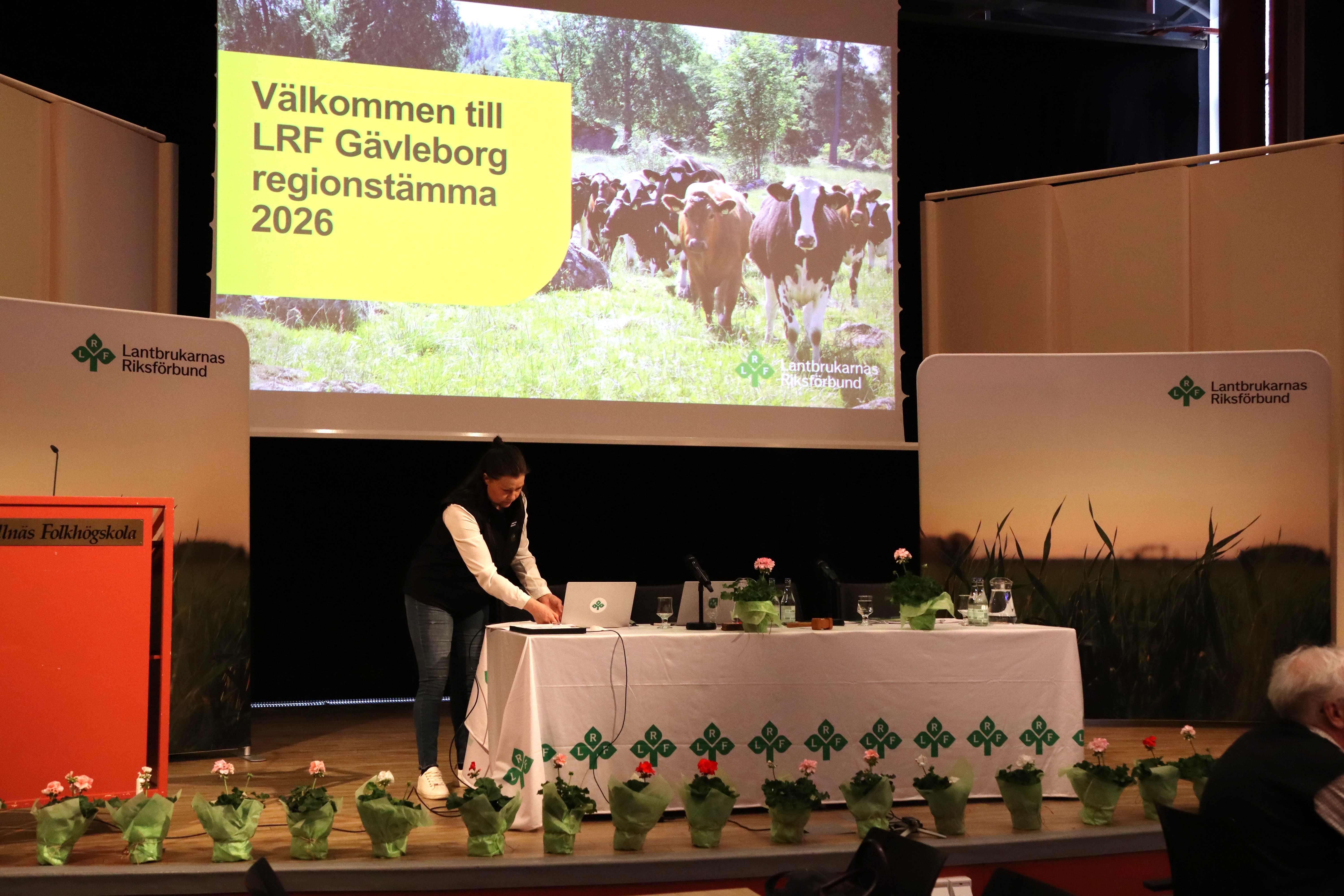 Bilder på lokalt odlade pelargoner på gävleborgs regionstämma