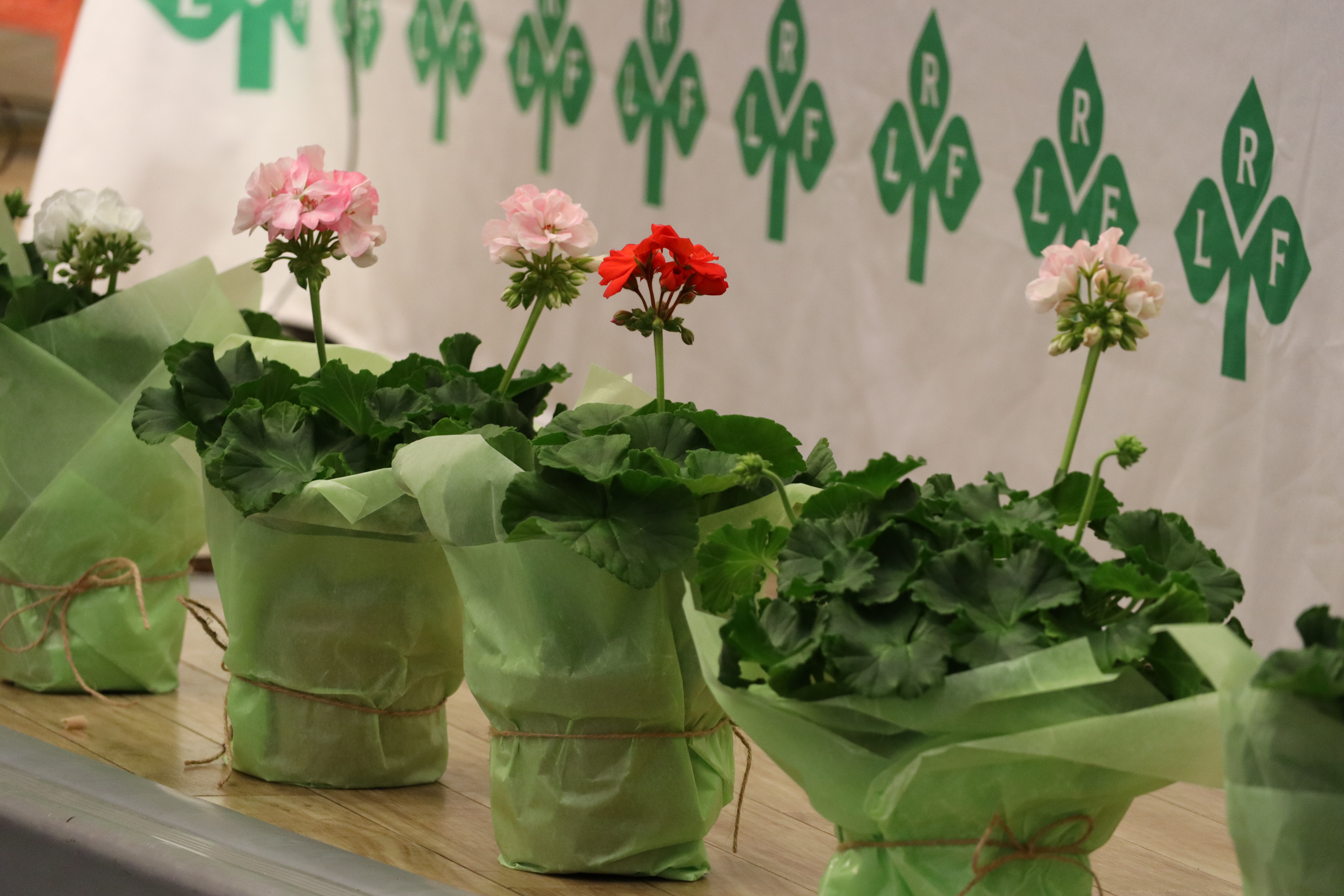 Bilder på lokalt odlade pelargoner på gävleborgs regionstämma