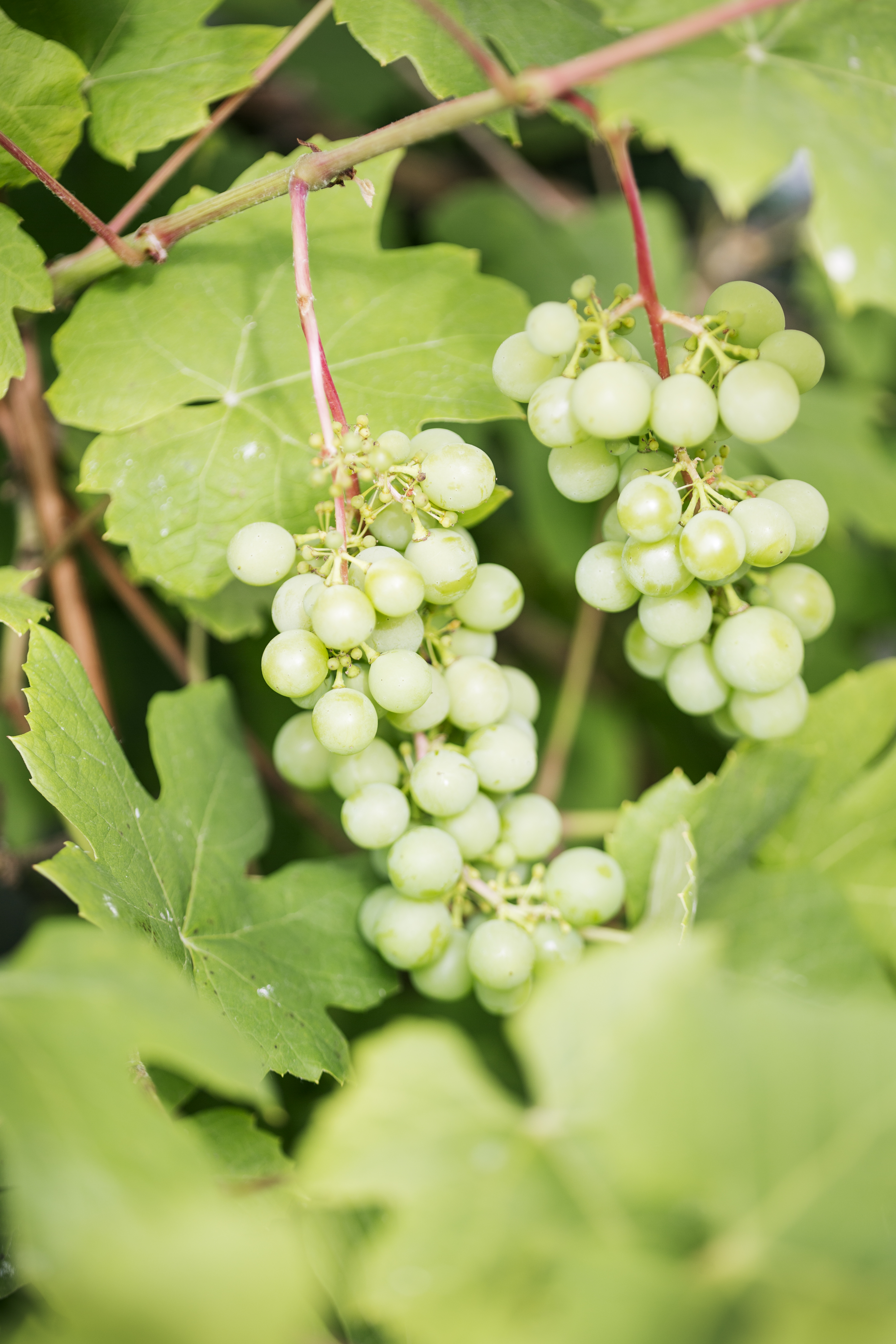 Vindruvorna växer på Långerum, Öland. Fotograf: Ester Sorri.