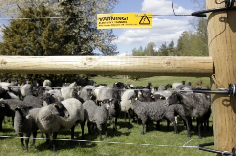 Får bakom rovdjursavvisande stängsel.