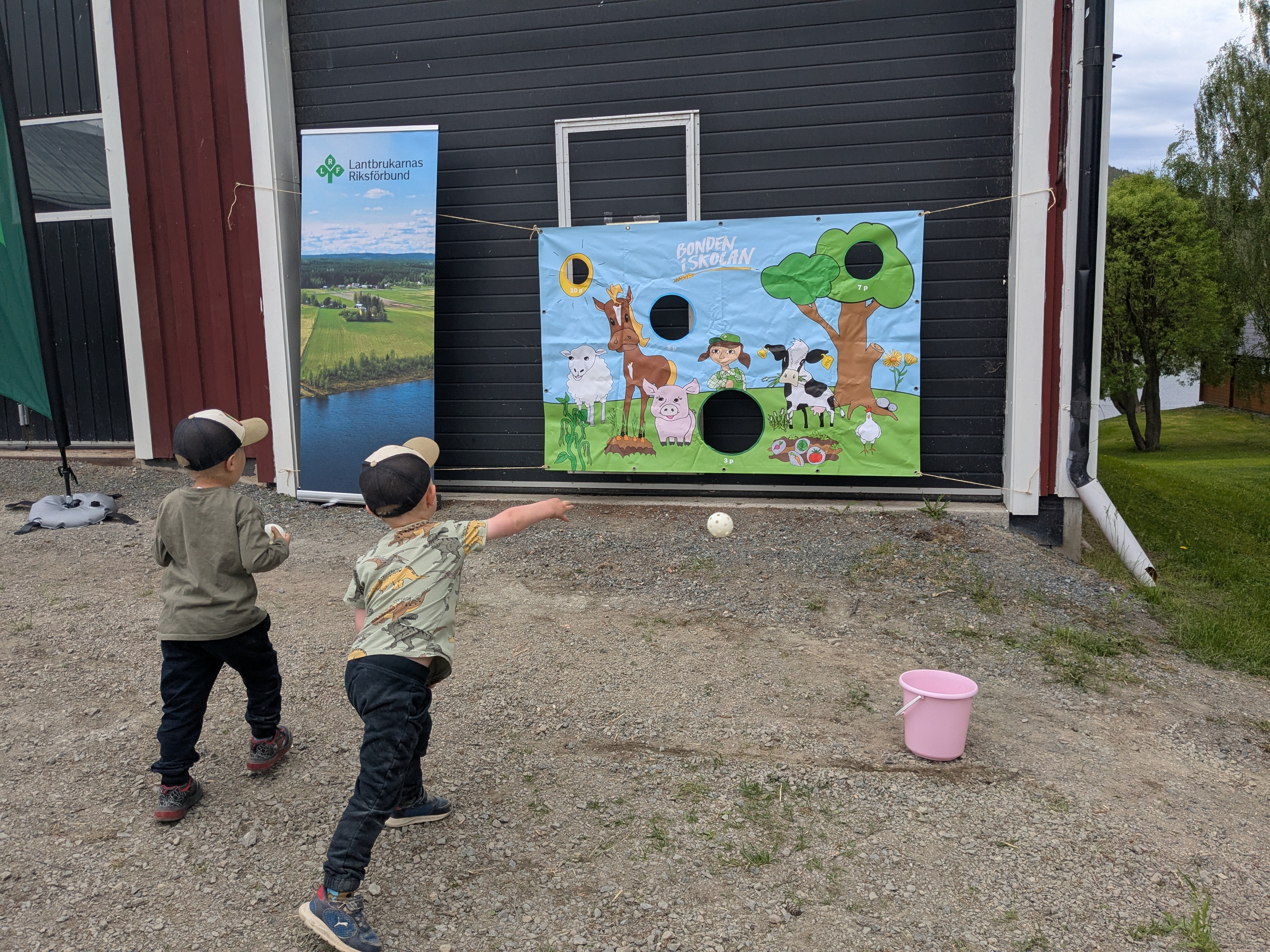 Betessläpp på Skatauddens lantgård i Älvsbyn