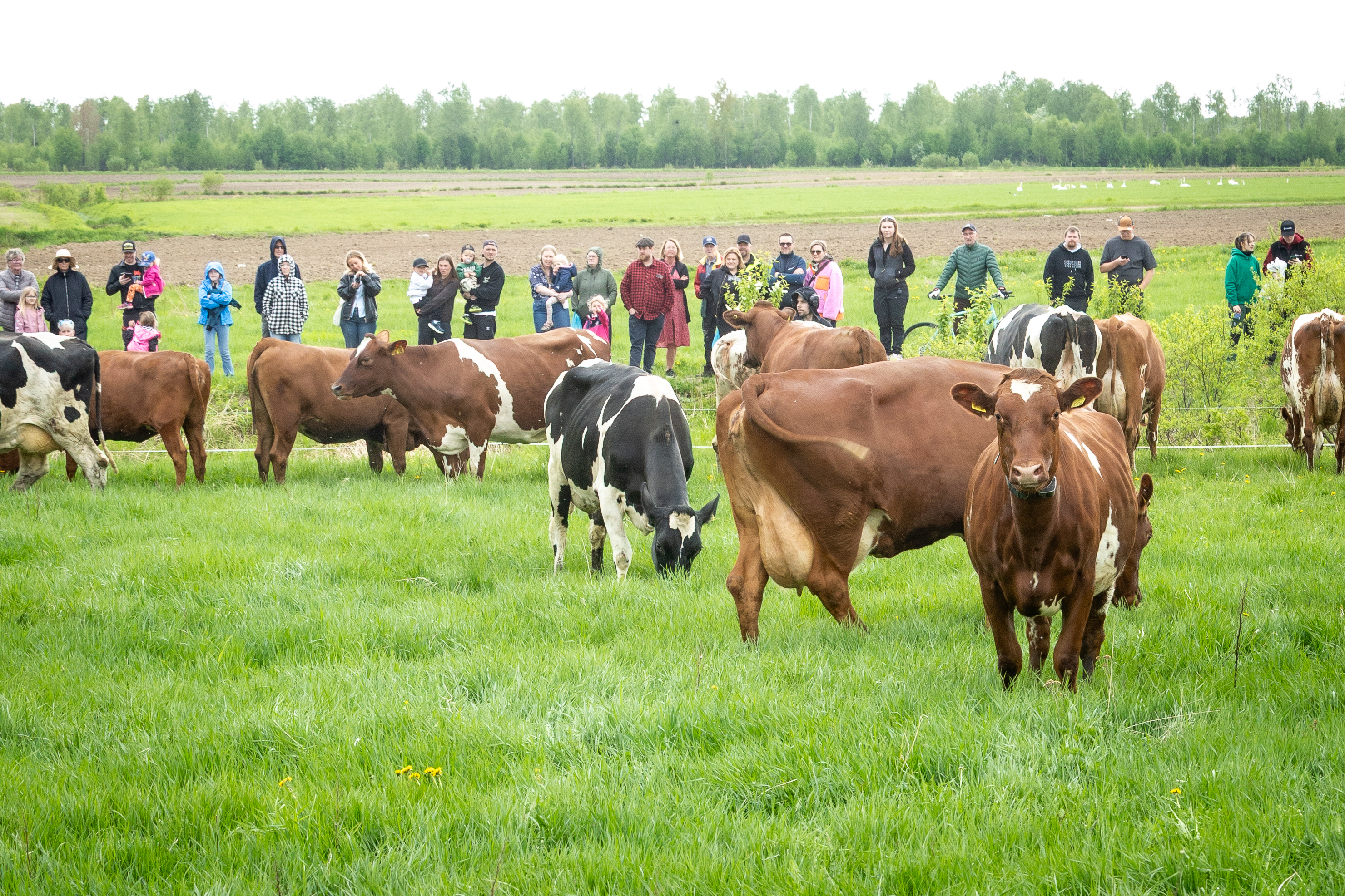 Betessläpp på Pesulas lantbruk, Övre Kukkola