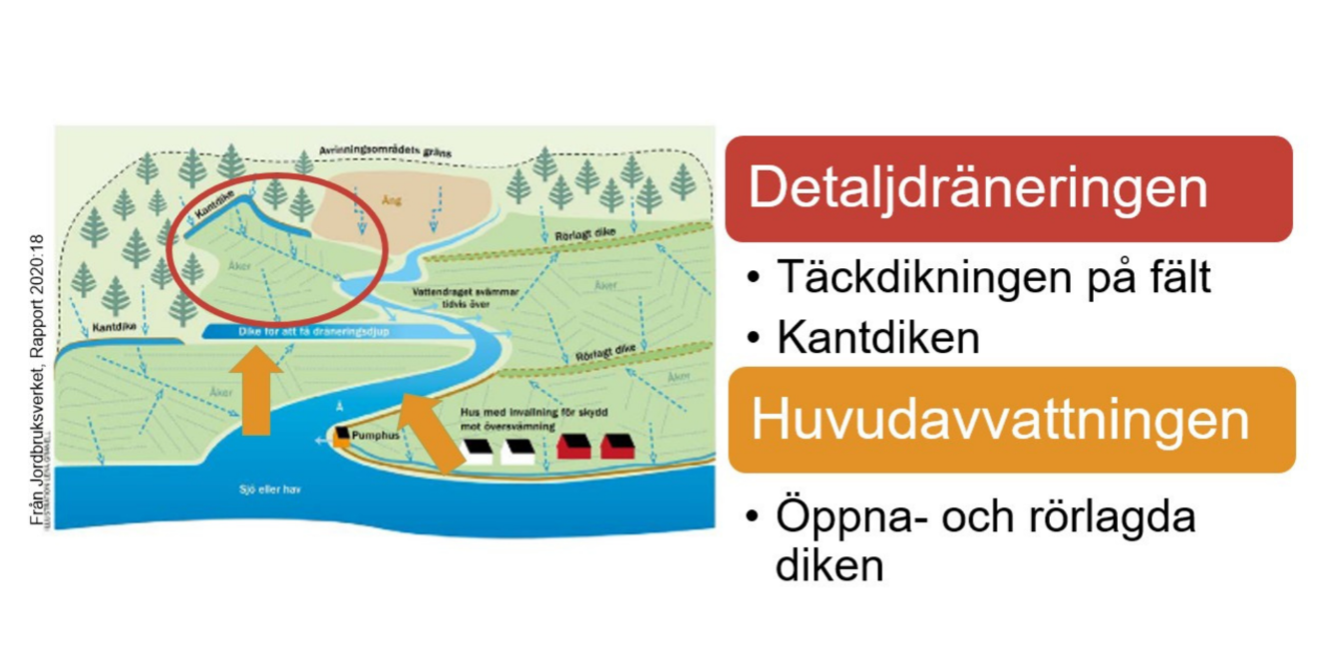 Grafik som tillhör webbkursen Dränera för friska rötter.