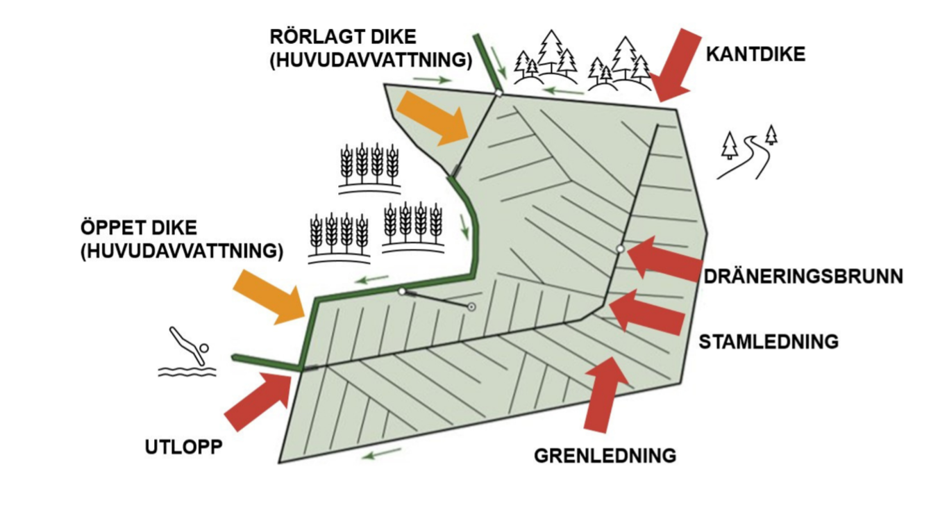 Grafik som tillhör webbkursen Dränera för friska rötter.