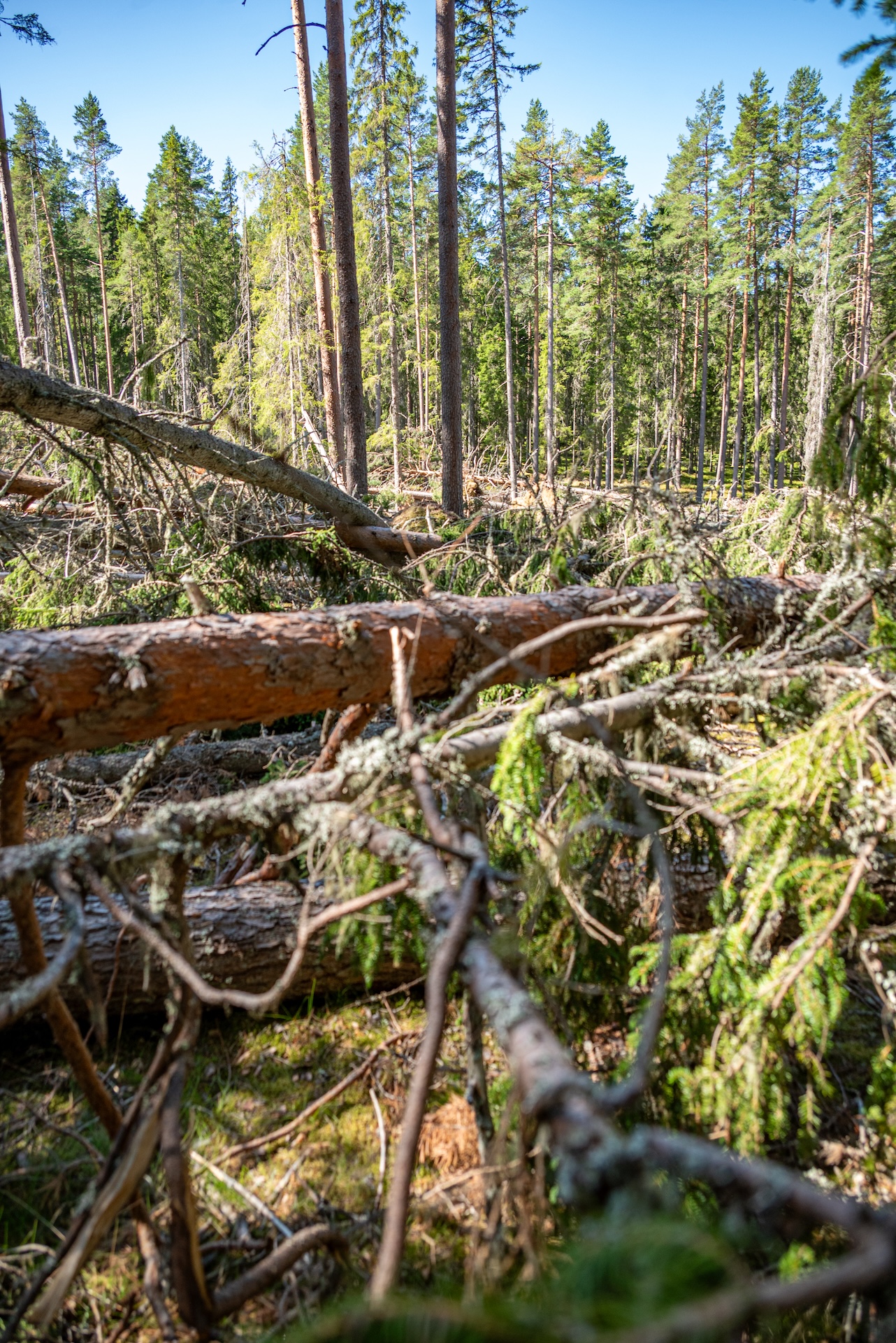 Politikerträff i Rönnåsen, Ockelbo