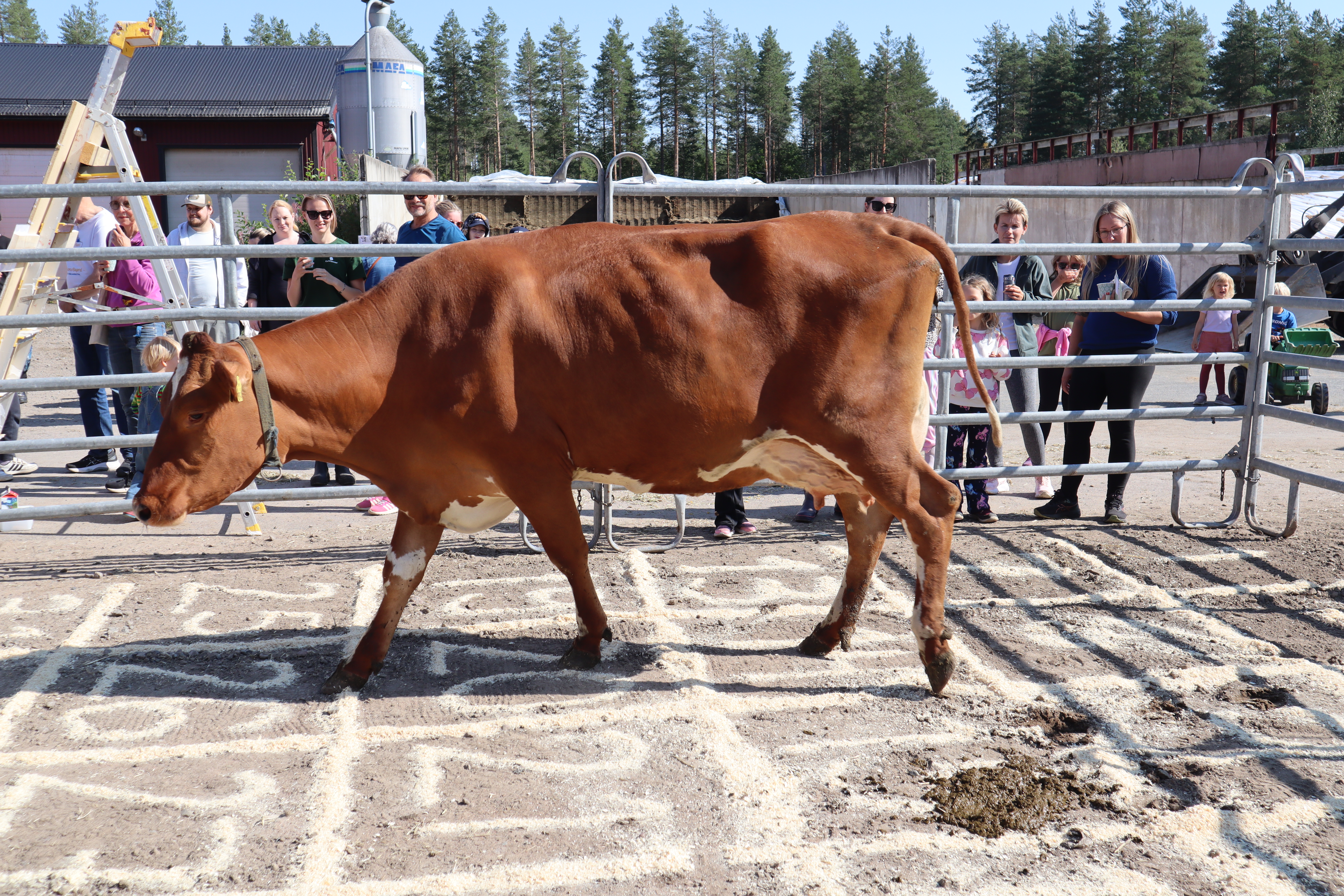 Öppen gård på Stora Mu i Överkalix
