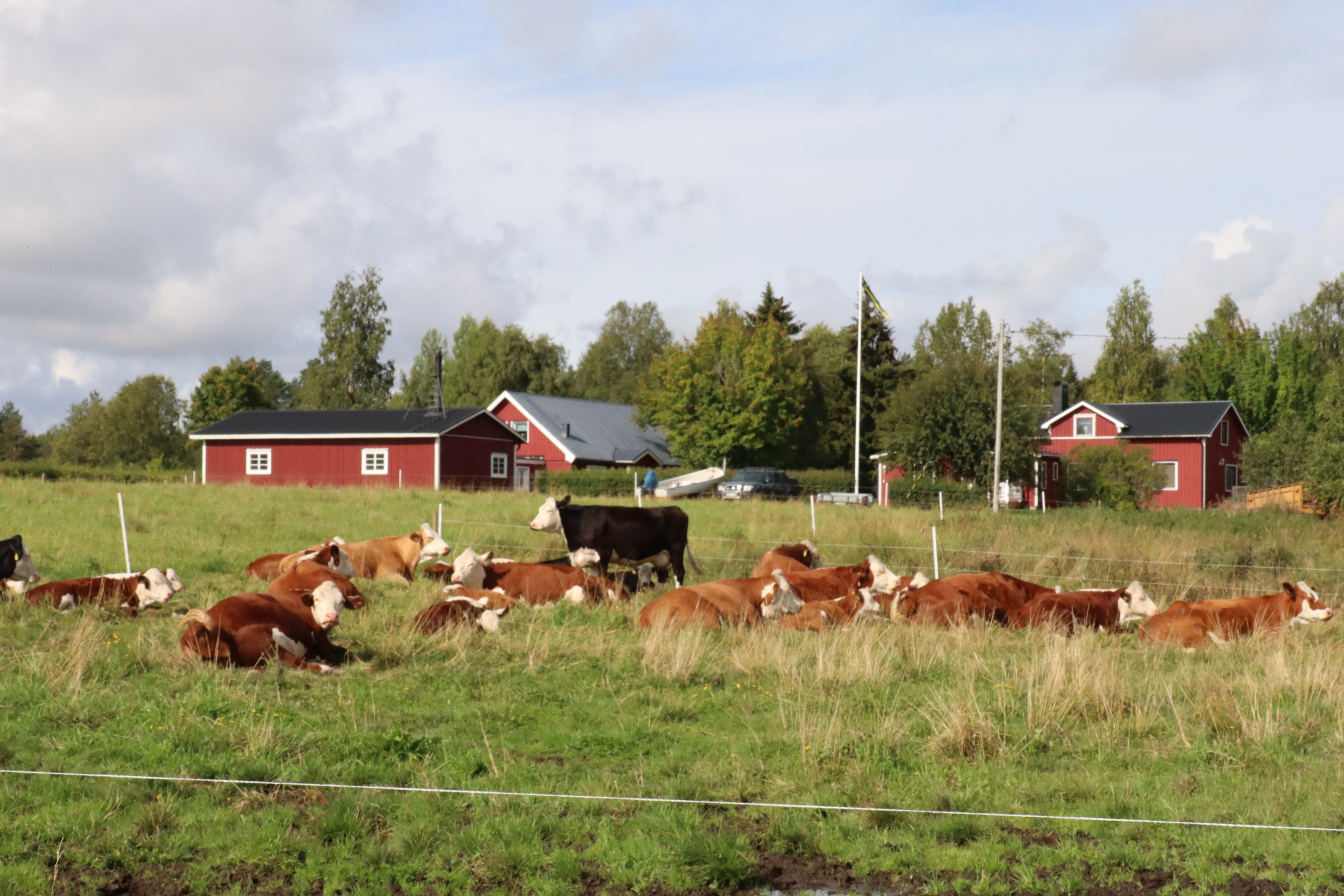 Årets nötköttsföretagare i Norrbotten 2026