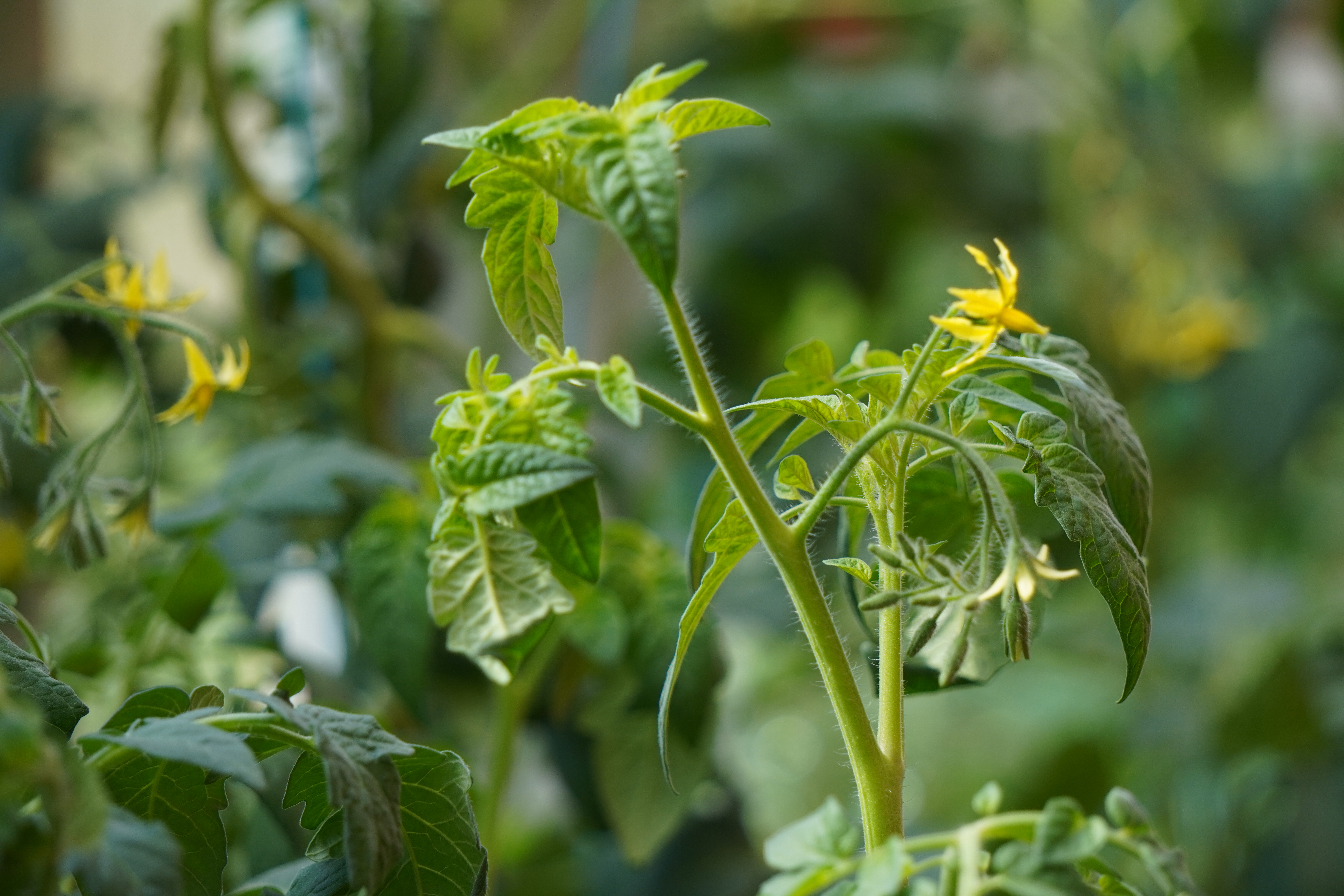 Tomatplanta