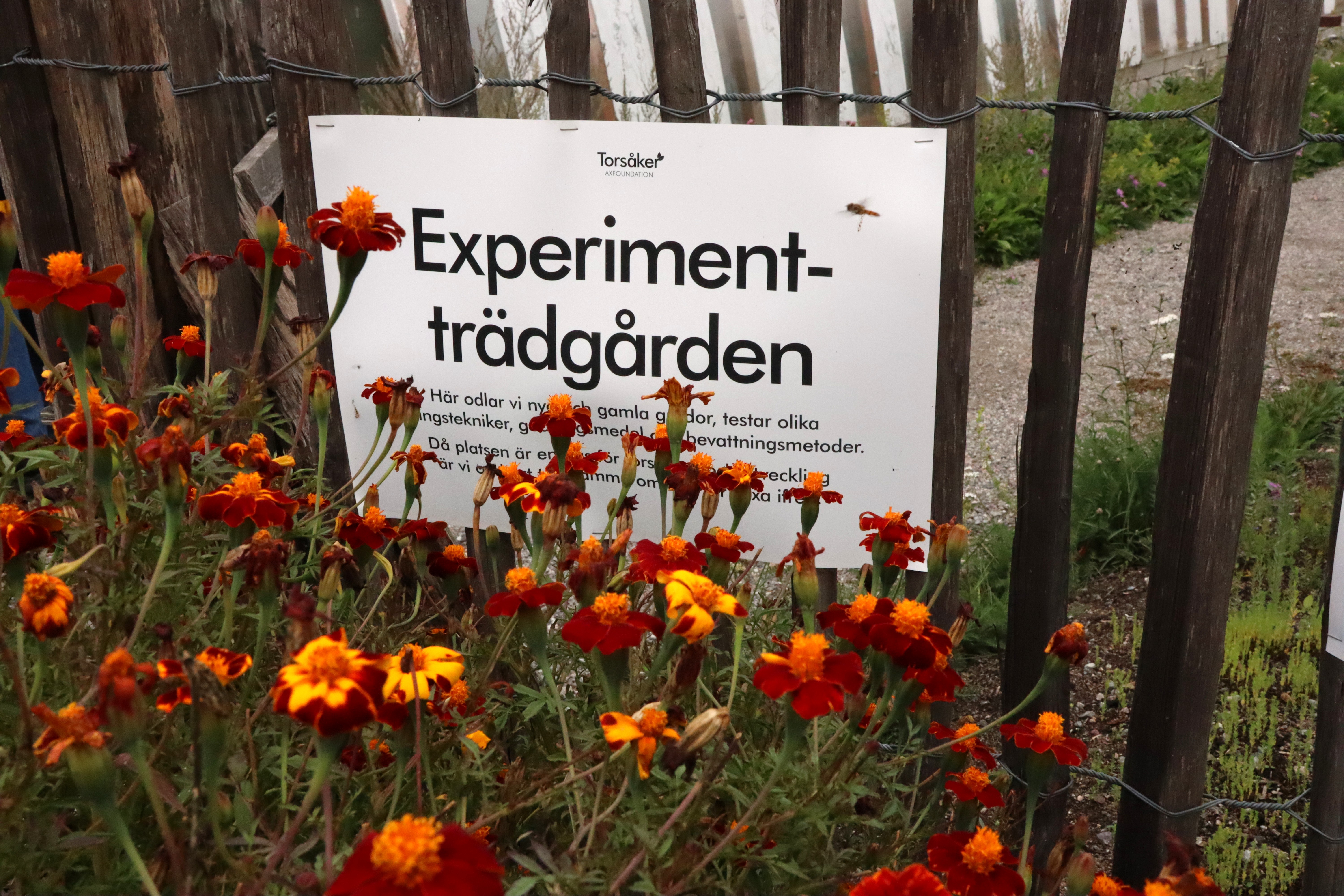 Studiebesök på Torsåker gård