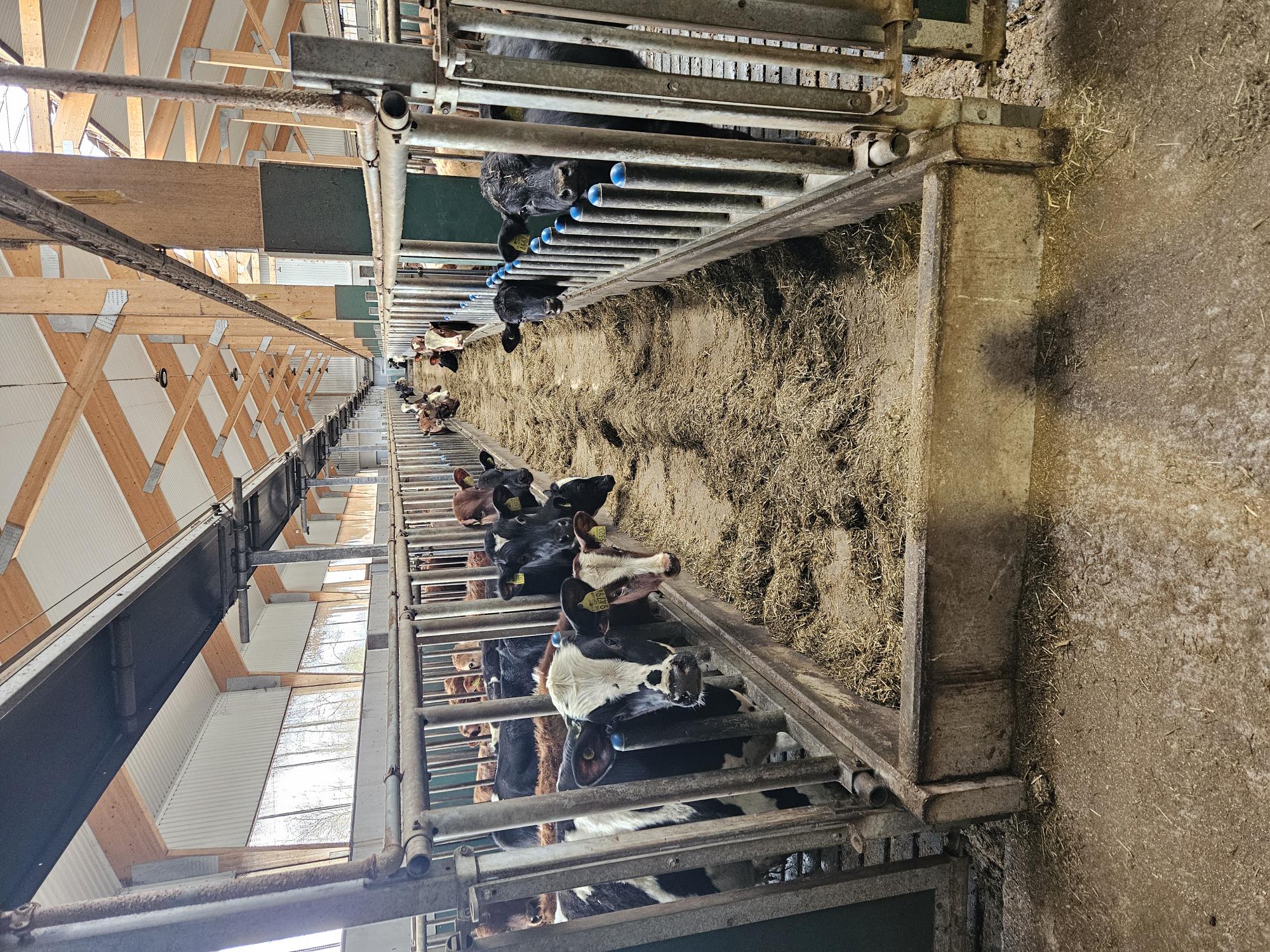 Kossor på Sveden gård i Nås