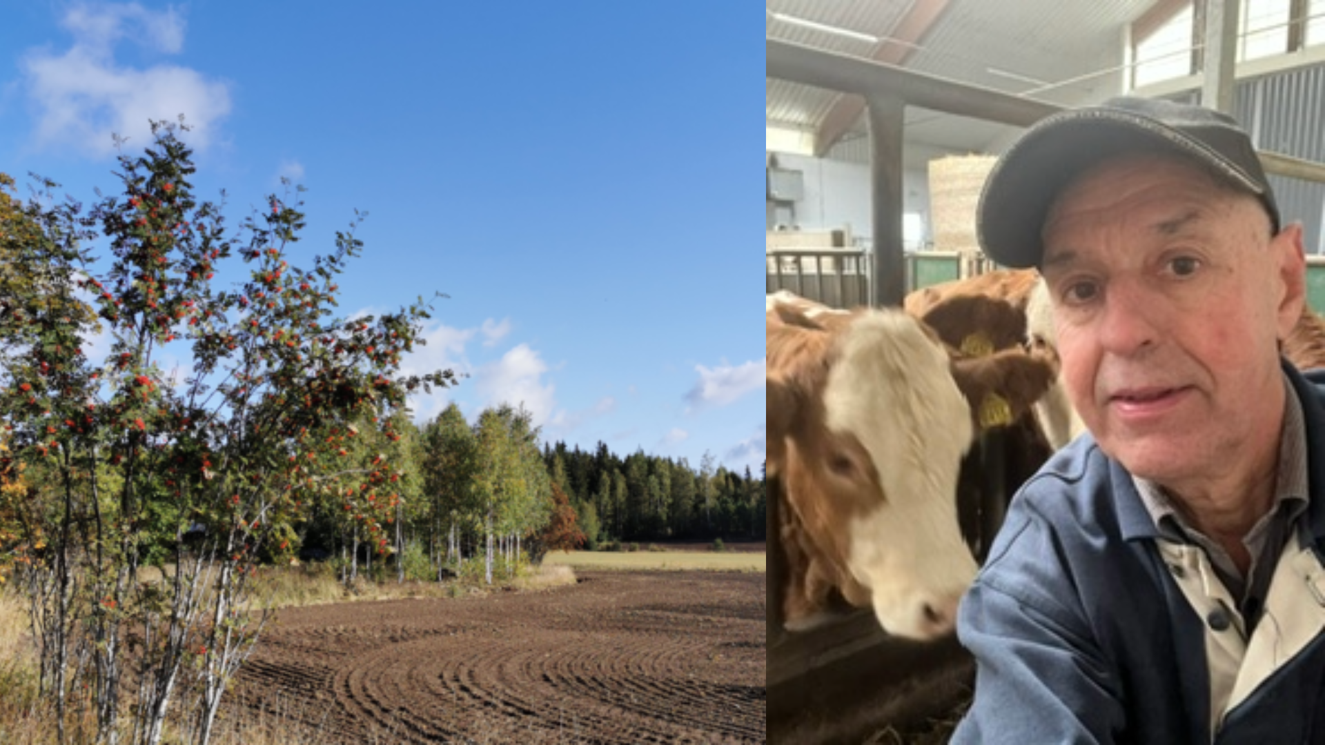 Man och kor i ladugård, höstlandskap