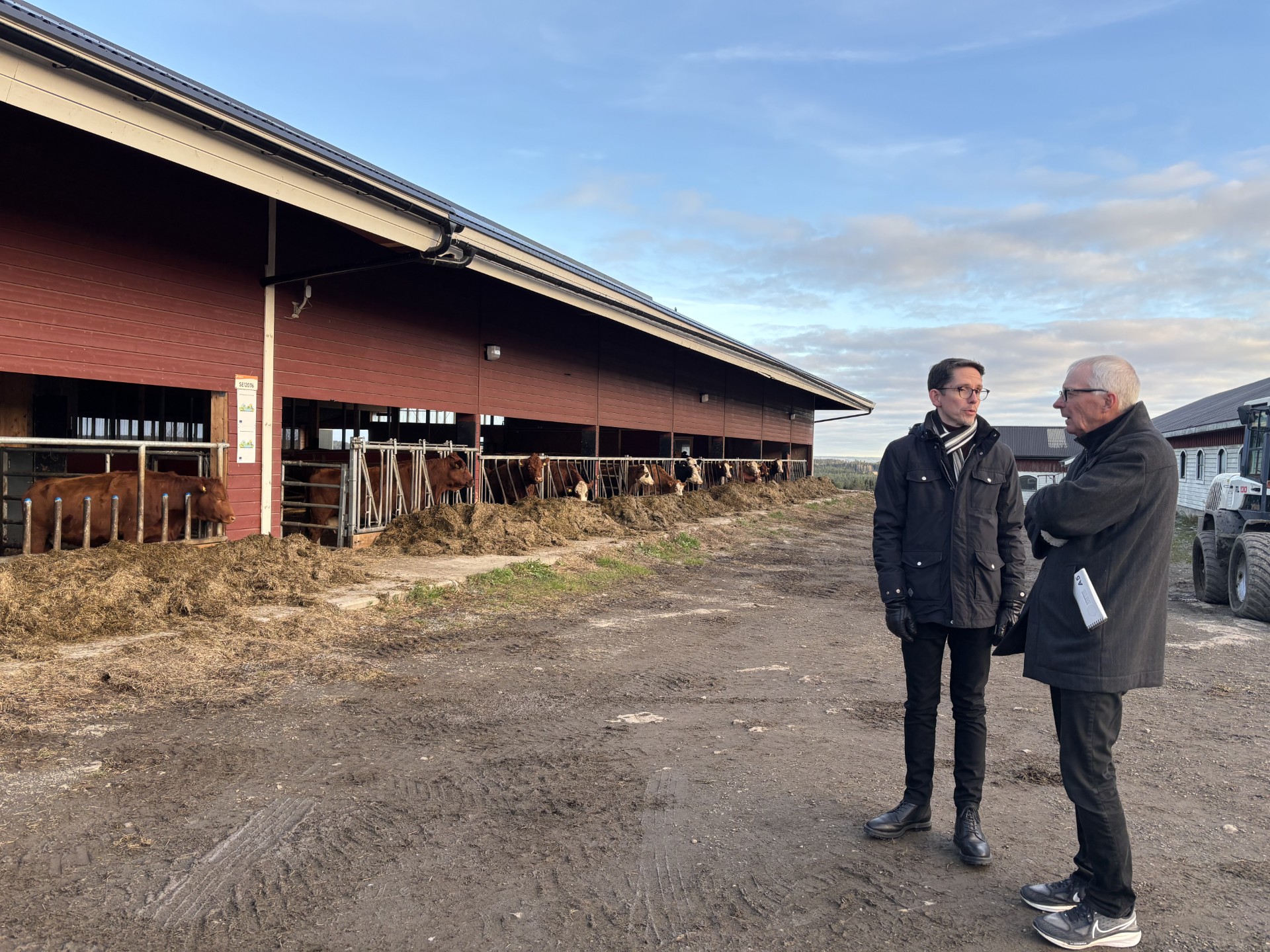 Två personer i samtal framför en ligghall med kor