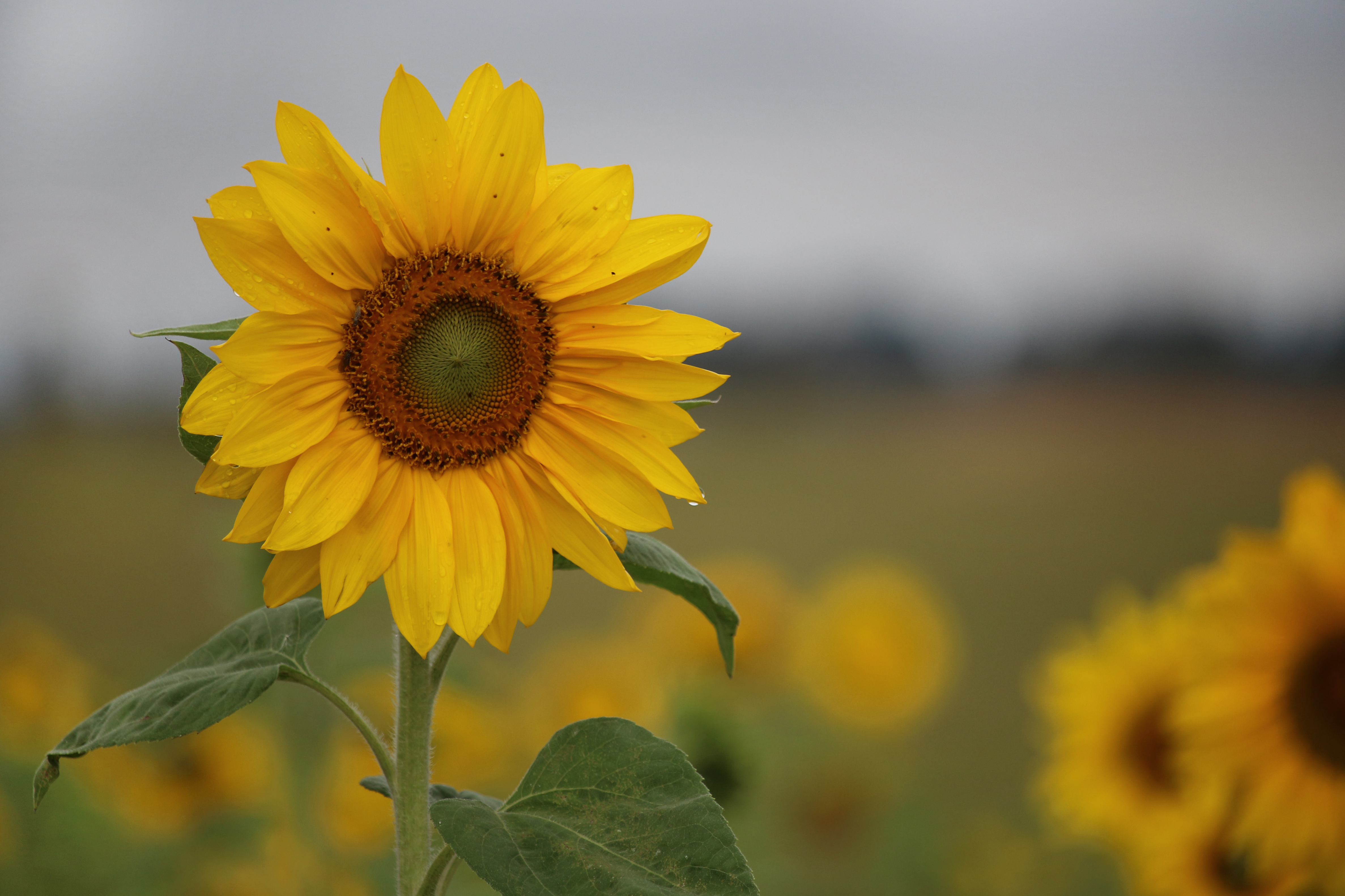 Balans mellan produktions- och miljömål