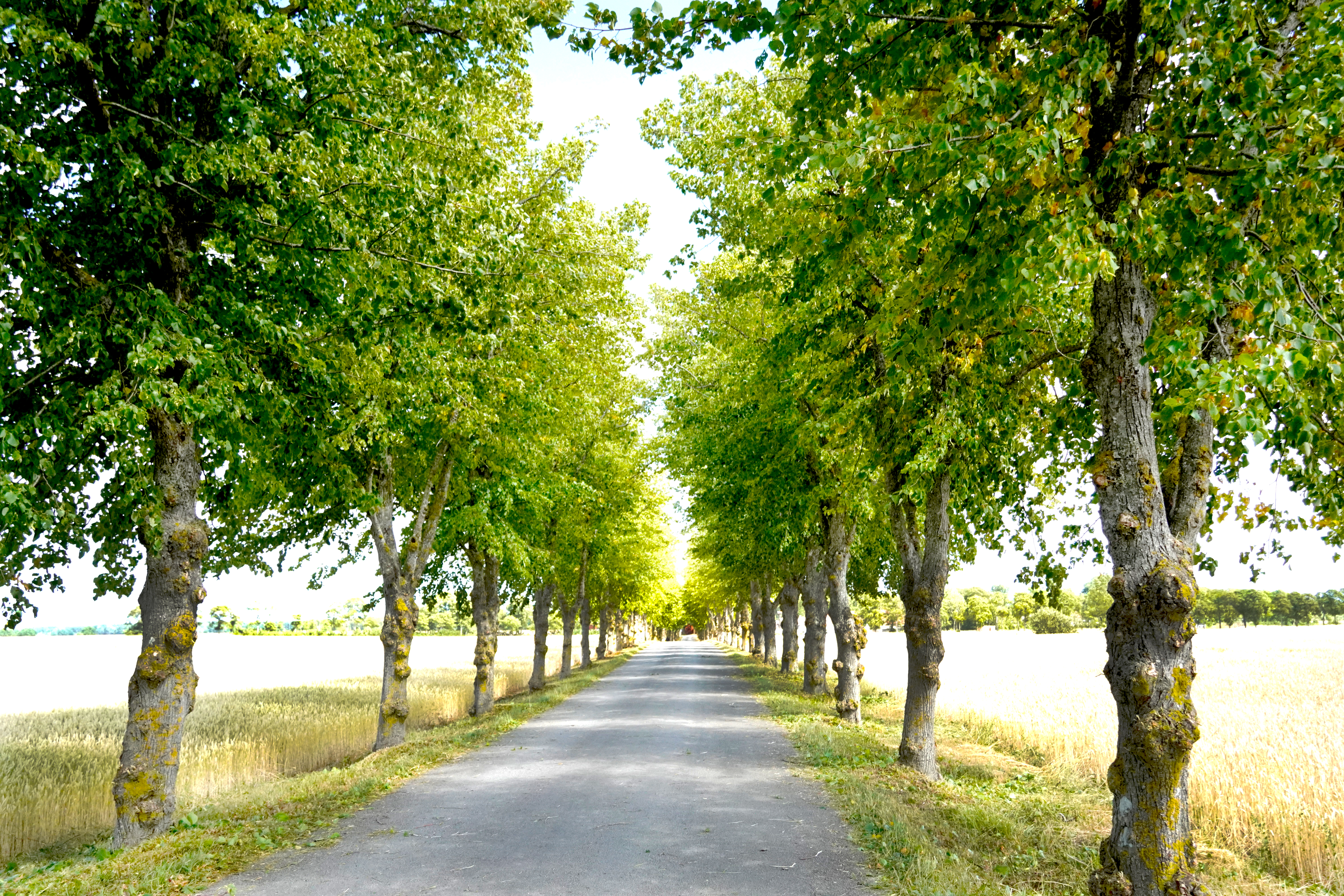 Allé på Gotland
