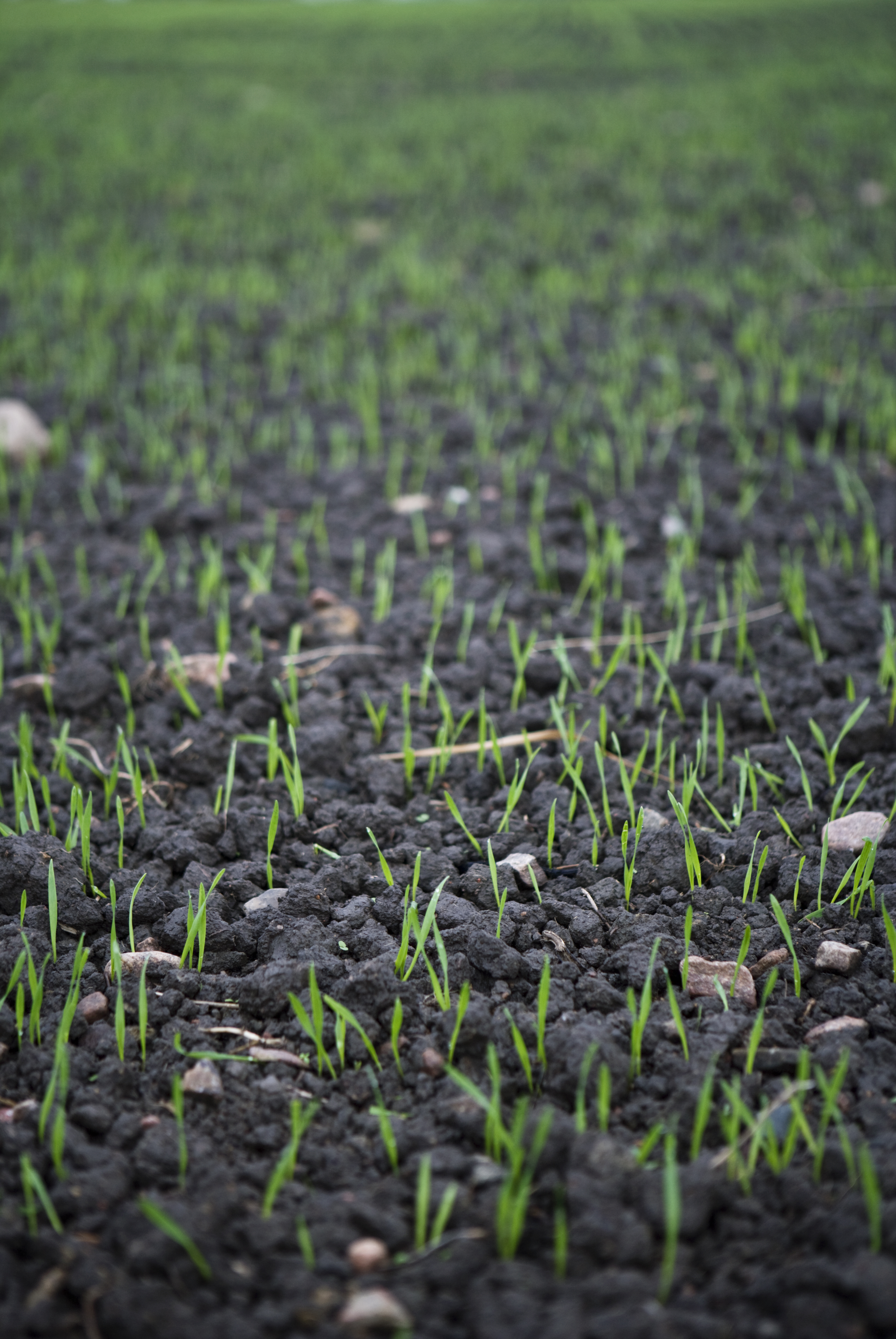 Växtförädlingen har fått permanent finansiering