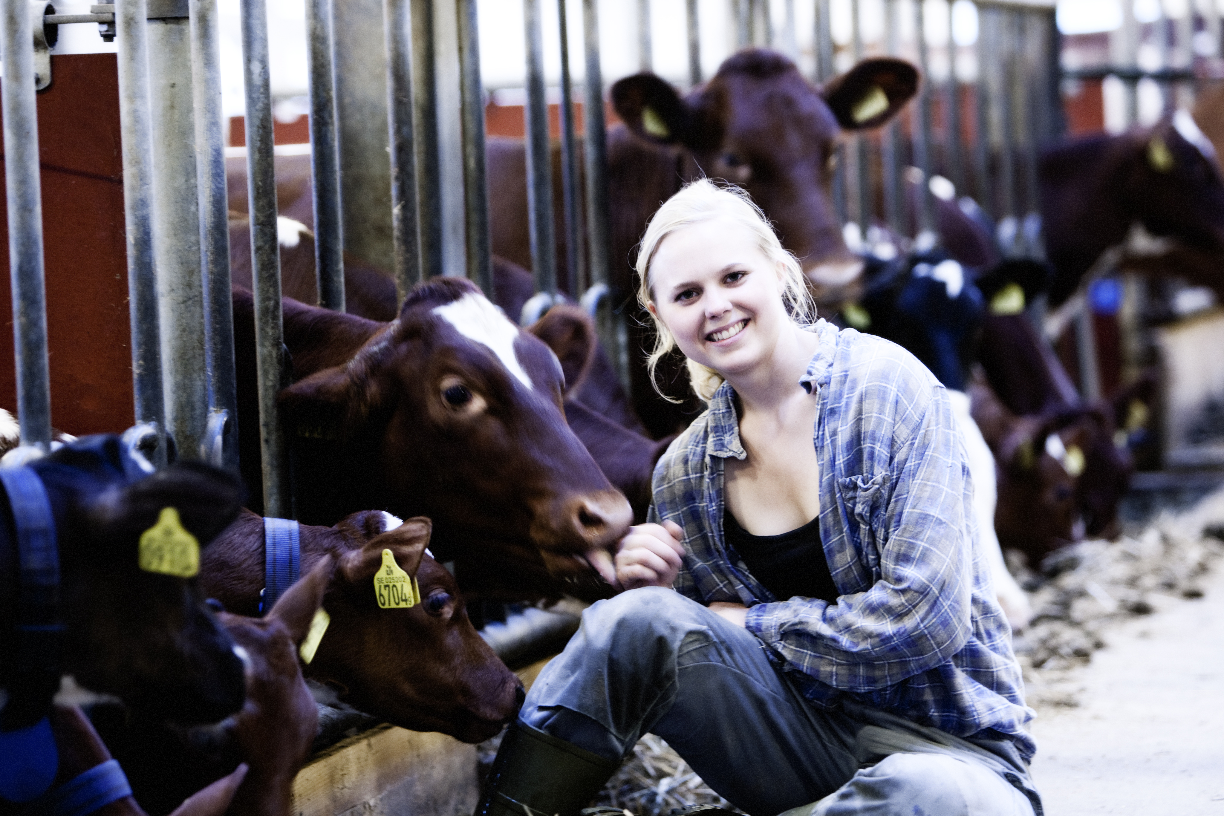 ELIN SVENSSON STORA SKEDVI.\nLRF fÅr fritt anvÅ nda bilderna utan tidsbegrÅ nsning fÅ¡r EGEN marknadsfÅ¡ring. Vid publicering ska alltid namnangivelse/byline sÅ ttas ut dÅ r det Å r praktiskt och tekniskt mÅ¡jligt, enligt fÅ¡ljande, Foto: Trons\n